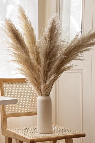 Pampas Flat Dried Natural Preserved