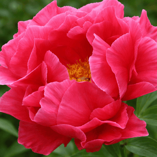 Hot Pink Fresh Cut American Peony – May & June Delivery