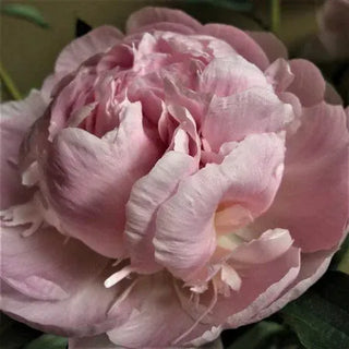 Blush Pecher Fresh Cut Alaska Peony