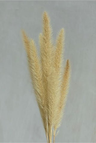 Pennisetum Dried Natural Preserved