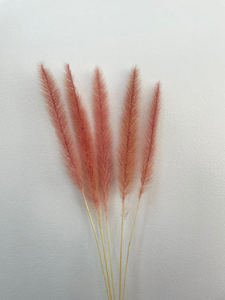 Pennisetum Dried Natural Preserved