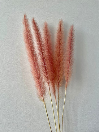 Pennisetum Dried Natural Preserved