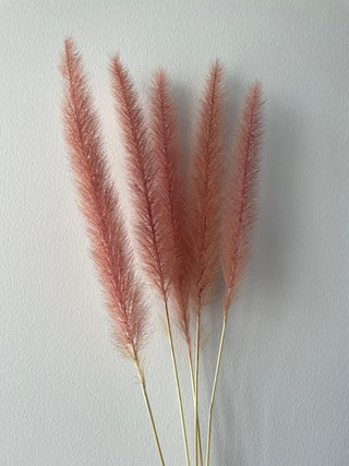 Pennisetum Dried Natural Preserved