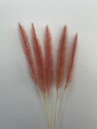 Pennisetum Dried Natural Preserved