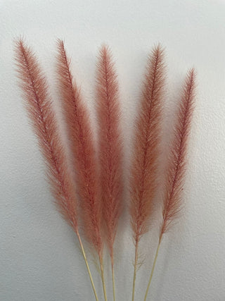 Pennisetum Dried Natural Preserved