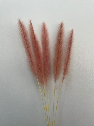 Pennisetum Dried Natural Preserved