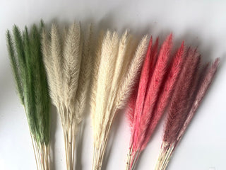 Pennisetum Dried Natural Preserved