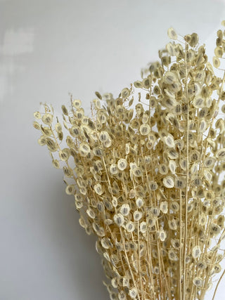 Pennny Cress Dried Natural Preserved