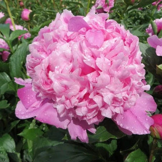Jules Elie - Patagonia Peonies Flowers | Fresh-Cut Wholesale Peony (October - November - December)