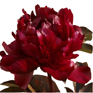 Peter Brand - Patagonia Peonies Flowers | Fresh-Cut Wholesale Peony (October - November - December)