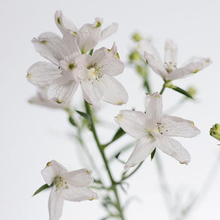 Delphinium Spray Wholesale Flower