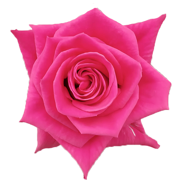 PinkDazzle_grande.png?v=1752263576