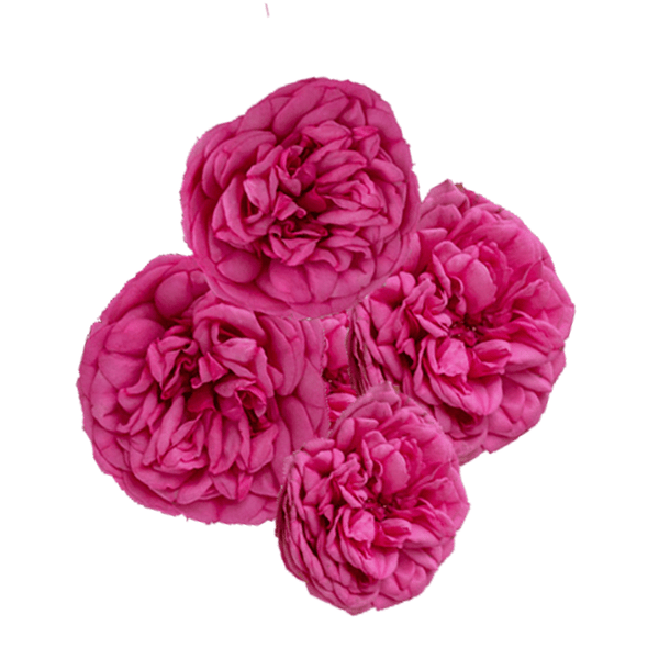 Pink Piano Premium Spray Rose – Fresh Cut Stems – Greenchoice Flowers
