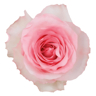 Pink Mandala Rose Fresh Cut – Premium Farm Direct Roses