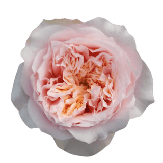 Pink Notting Hill Fresh Cut – Premium Farm Direct Roses (Vuvuzela Like) Garden Rose – Wholesale Premium Roses