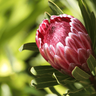 Protea Red Magic Queen – Fresh Cut Premium Protea for Weddings & Events