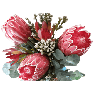 Protea Red Magic Queen – Fresh Cut Premium Protea for Weddings & Events