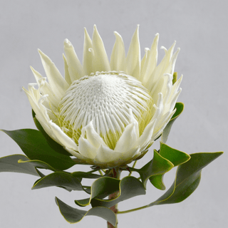 Protea White Snow Princess – Fresh Cut Premium White Protea for Weddings & Luxury Events