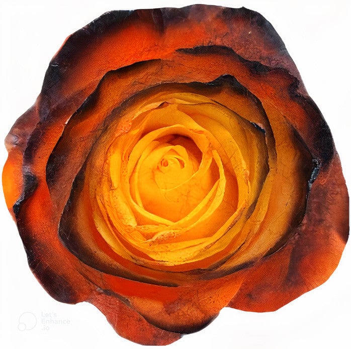 Orange Prankster Rose Tinted (Fresh Cut) – Greenchoice Flowers