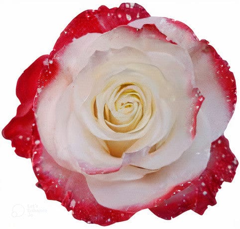 Edge Xmas 3 Rose Tinted (Fresh Cut) – Greenchoice Flowers