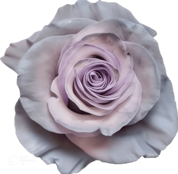 Dusty Grey 2 Rose Tinted (Fresh Cut) – Greenchoice Flowers