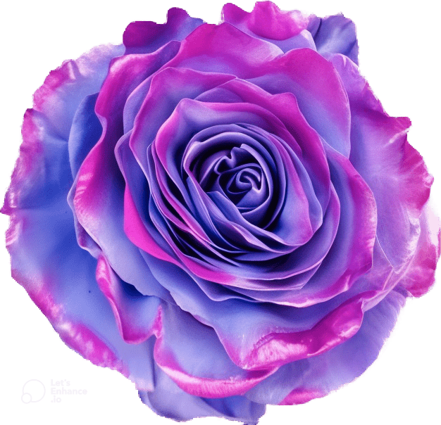Lavender Edge Rose Tinted (Fresh Cut) – Greenchoice Flowers