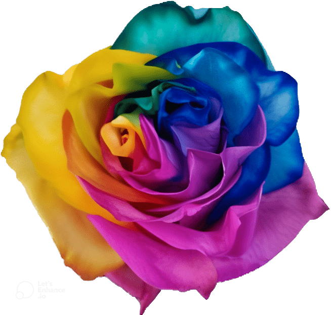 Eathtone Color Roses Rainbow Moonstone Rose Tinted (Fresh Cut) – Greenchoice Flowers