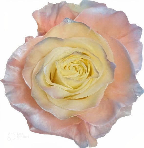 Pearl Aurora Boreal Rose Tinted (Fresh Cut) – Greenchoice Flowers