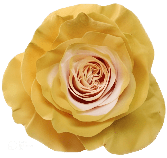 Coffe Light Rose Tinted (Fresh Cut) – Greenchoice Flowers