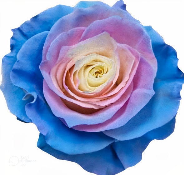 Cotton Candy Rose Tinted (Fresh Cut) – Greenchoice Flowers