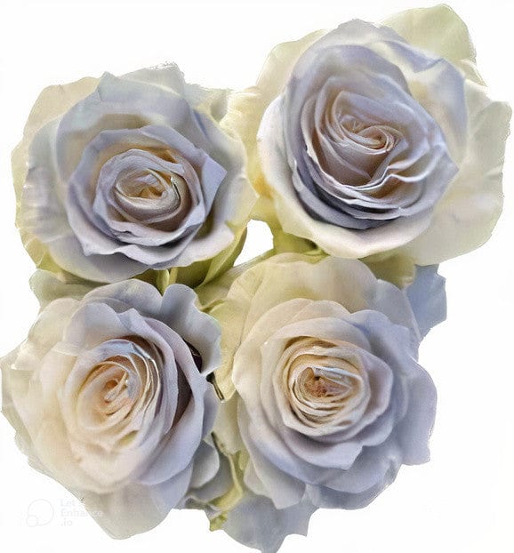 Light Grey Clouds Rose Tinted (Fresh Cut) – Greenchoice Flowers
