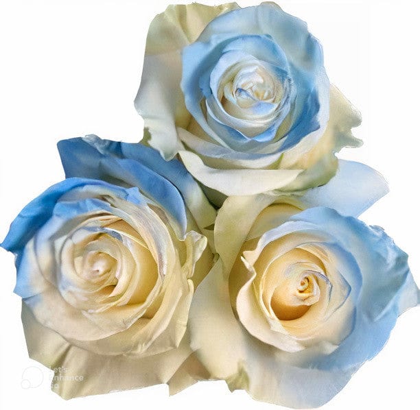 Ligth Blue Clouds Rose Tinted (Fresh Cut) – Greenchoice Flowers