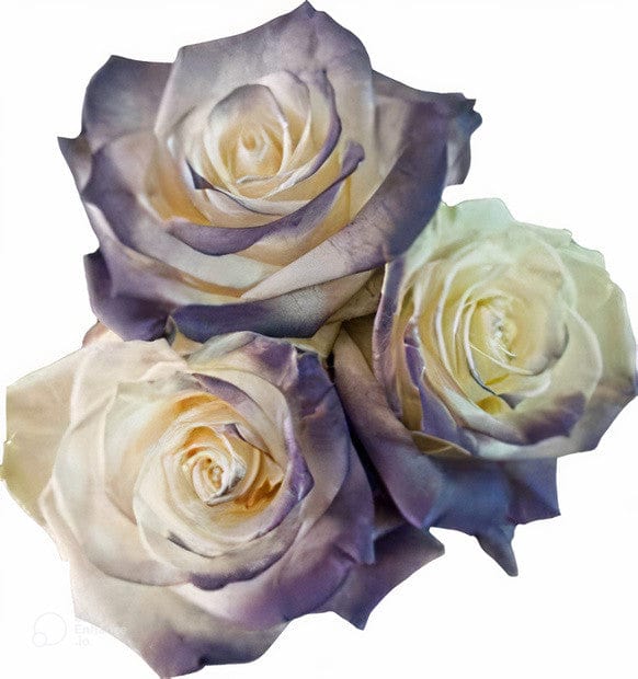Dark Grey Clouds Rose Tinted (Fresh Cut) – Greenchoice Flowers