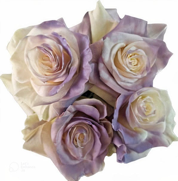Ligth Purple Clouds Rose Tinted (Fresh Cut) – Greenchoice Flowers