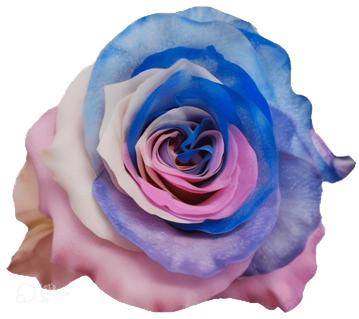 Dancing Joy Rose Tinted (Fresh Cut) – Greenchoice Flowers