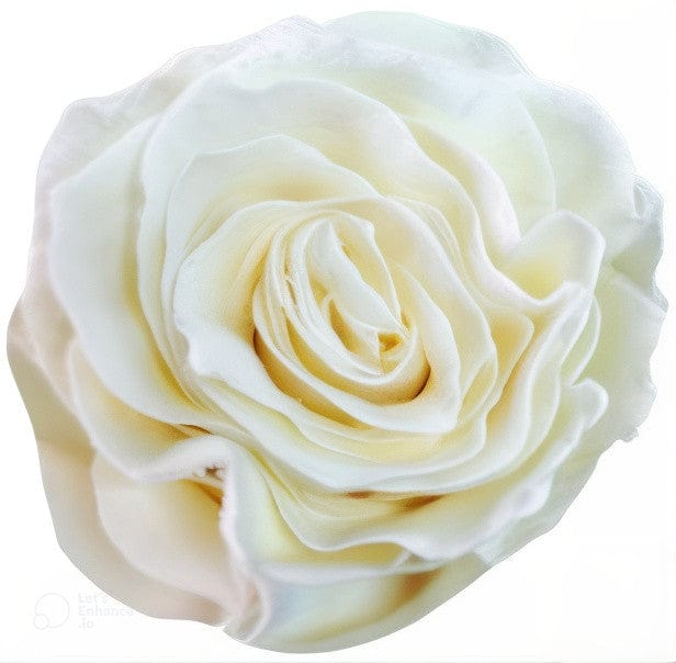 Velvet White Rose Tinted (Fresh Cut) – Greenchoice Flowers