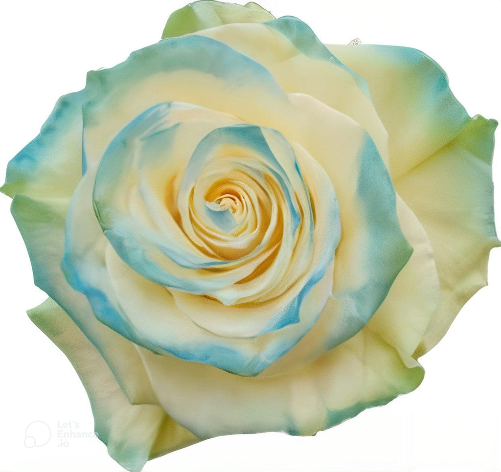 Kamaleon Sky Blue Rose Tinted (Fresh Cut) – Greenchoice Flowers