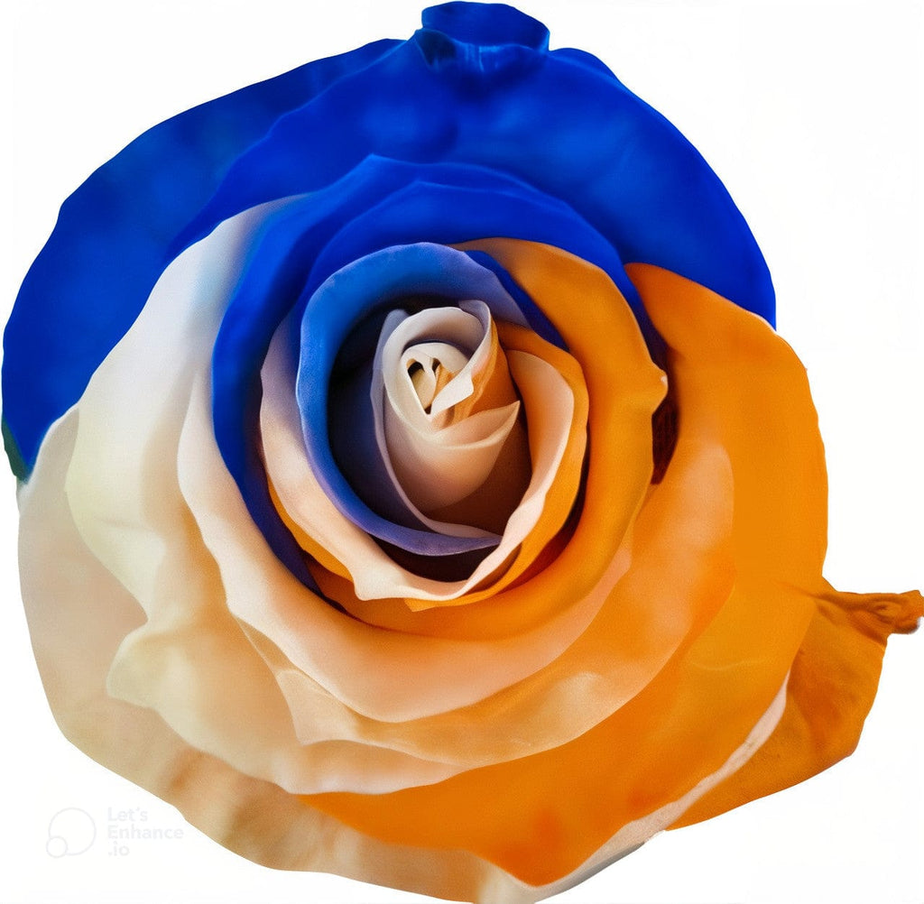 Blue Orange White Rose Tinted (Fresh Cut) – Greenchoice Flowers