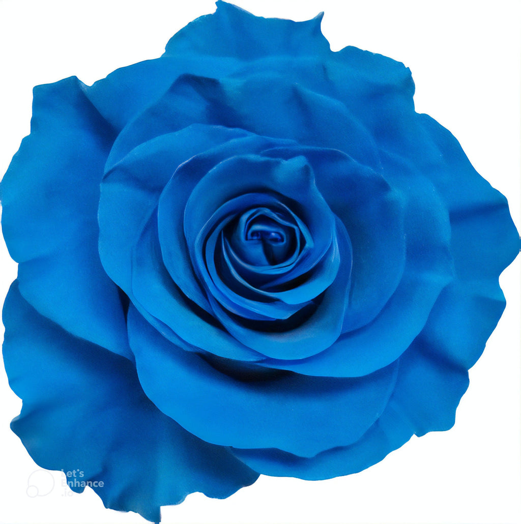 Light Blue Rose Tinted (Fresh Cut) – Greenchoice Flowers