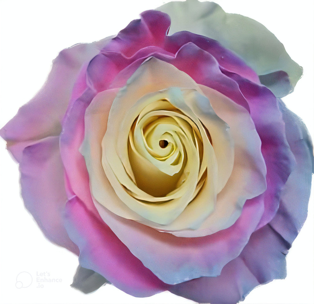 Candy Soft Mint Rose Tinted (Fresh Cut) – Greenchoice Flowers