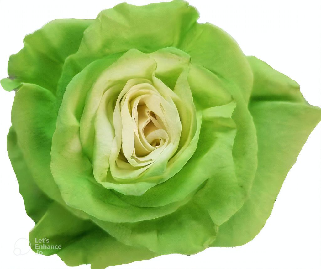 Mojito Rose Tinted (Fresh Cut) – Greenchoice Flowers