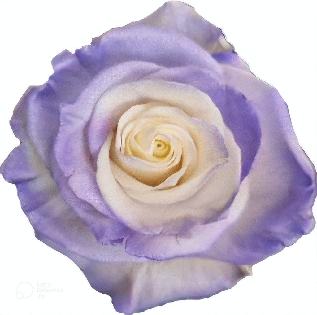 Purple Haze Rose Tinted (Fresh Cut) – Greenchoice Flowers
