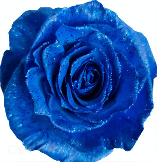 Blue Party Rose Tinted (Fresh Cut)