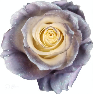 Lavander Glitter Mallow Rose Tinted (Fresh Cut)