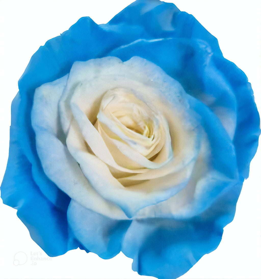 Soul Light Blue Rose Tinted (Fresh Cut) – Greenchoice Flowers