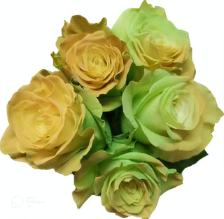 Green Buttercream Rose Tinted (Fresh Cut)