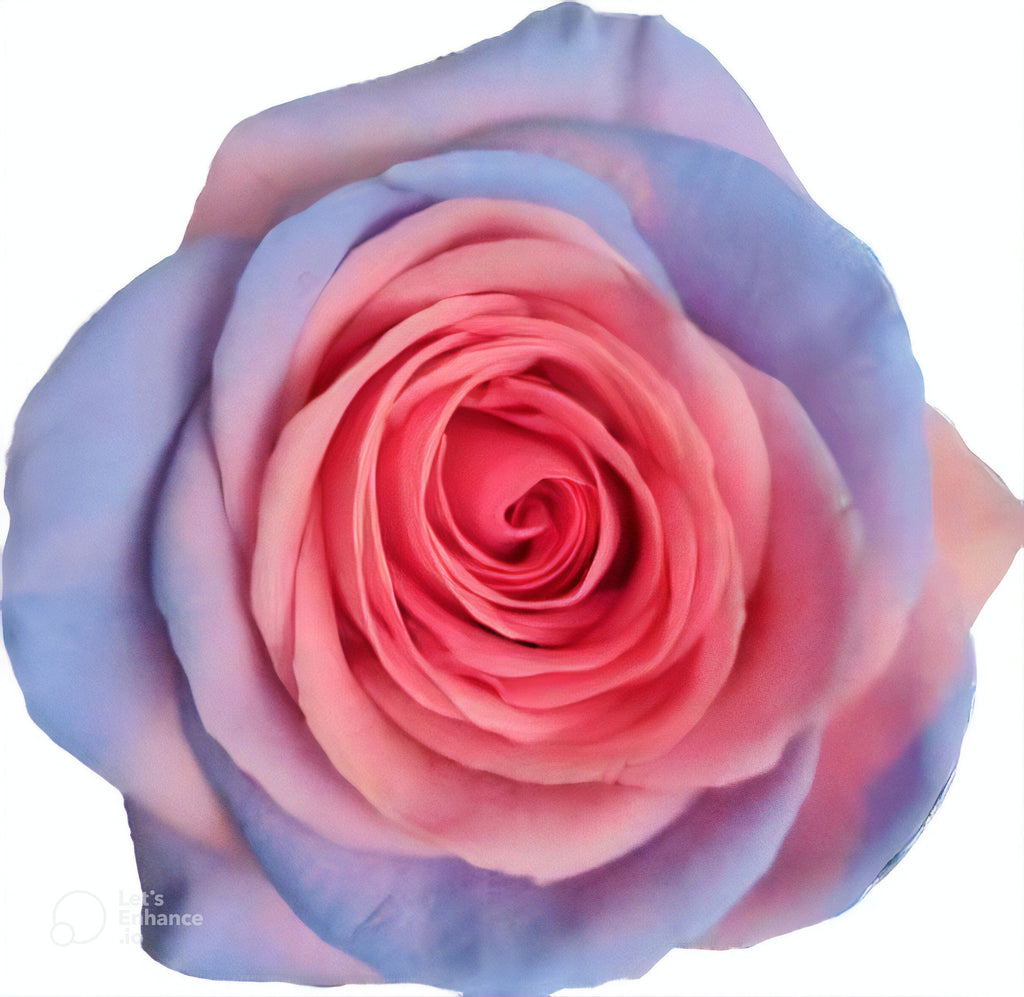 Pink Blue Heaven Rose Tinted (Fresh Cut) – Greenchoice Flowers