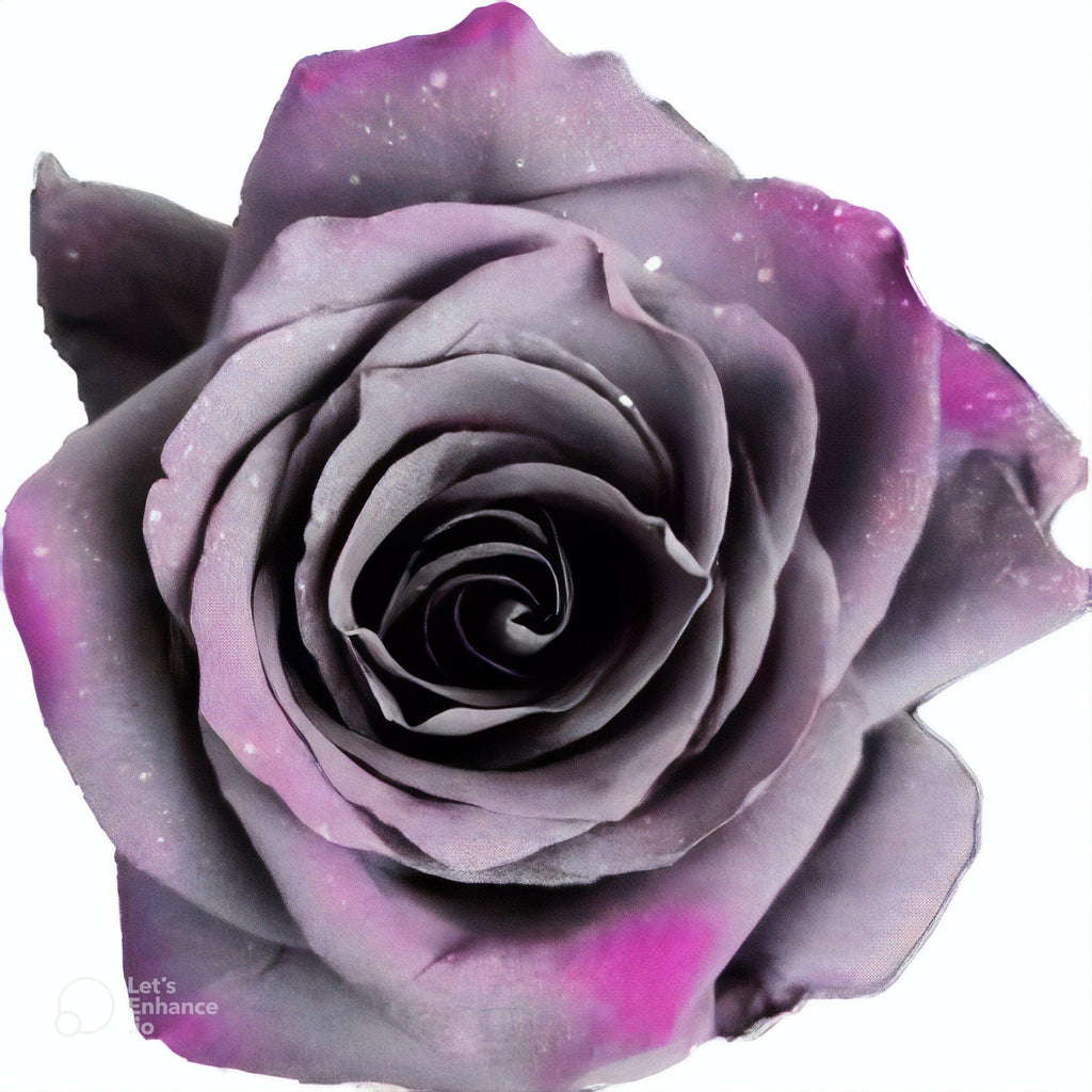 Sparkle Moon Rose Tinted (Fresh Cut) – Greenchoice Flowers