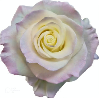 Pearl Sweet Aurora Boreal Rose Tinted (Fresh Cut)