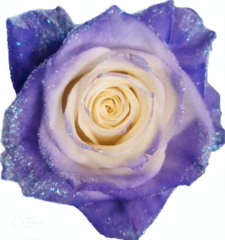 Purple Frosting Rose Tinted (Fresh Cut)